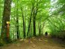 Dans les sous-bois, descente vers le Barbenan...