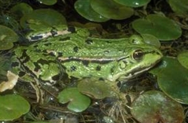 Grenouille rieuse — Wikipédia