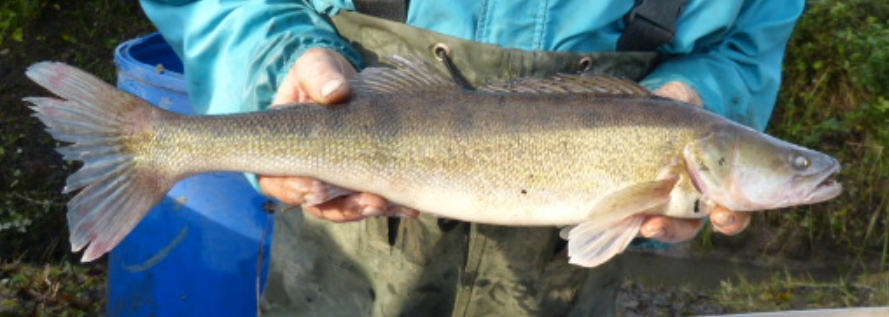 peche au sandre au vif en etang